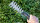 Bosch Akku-Gras- und Strauchschere EasyShear, 2-in-1, 3,6V Li-Ion, werkzeugloser Messerwechsel, 530 g