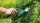 Bosch Akku-Gras- und Strauchschere EasyShear, 2-in-1, 3,6V Li-Ion, werkzeugloser Messerwechsel, 530 g