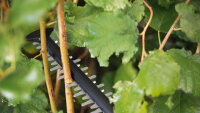 Bosch Akku-Heckenschere UniversalHedgeCut 18V-55,...
