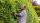 Bosch Heckenschere AdvancedHedgeCut 65, 65 cm Messer, 500 W, ProSilence, hohe Schnittkraft, Rutschkupplung