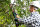 Bosch Akku-Gartenschere AdvancedPrune 18V-45, 1x 2.0Ah Akku, Quick Cut, 360°-Startschalter, 1,8m Verlängerung